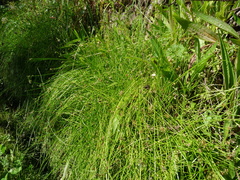 Isolepis reticularis