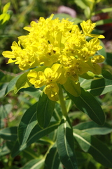 Euphorbia austriaca