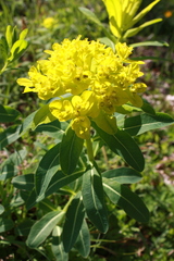 Euphorbia austriaca