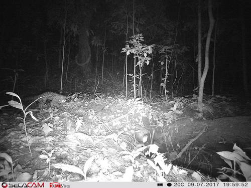 Servaline Genet