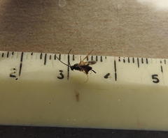 Microgaster gelechiae