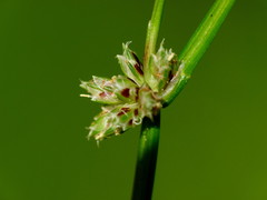 Isolepis reticularis