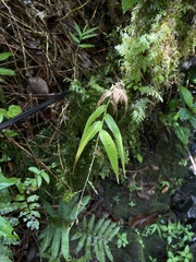 Ichnanthus pallens