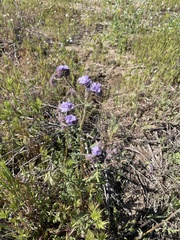 Phacelia distans