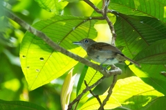 Thamnophilus murinus