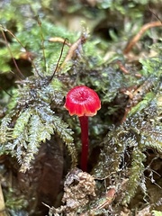 Hygrocybe trinitensis