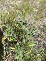 Phacelia distans