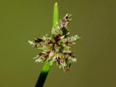 Isolepis reticularis