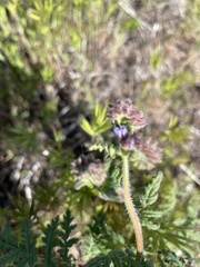 Phacelia distans
