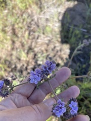 Phacelia distans