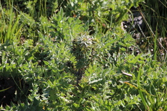 Cirsium fontinale
