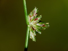 Isolepis reticularis
