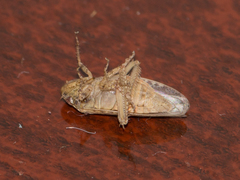 Curtara