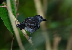 Thamnophilus nigrocinereus