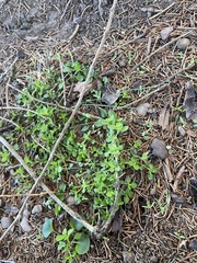 Floerkea proserpinacoides