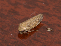 Curtara