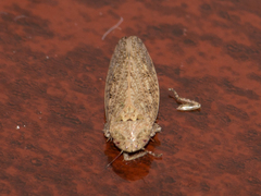 Curtara