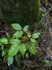 Dacryodes excelsa