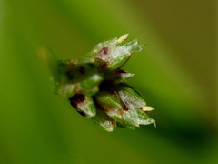Isolepis reticularis