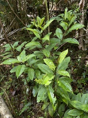 Miconia prasina
