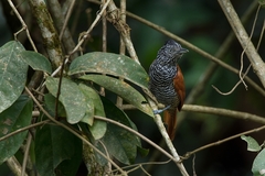 Thamnophilus palliatus