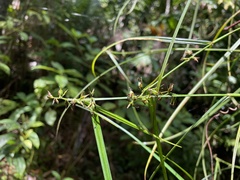Scleria secans