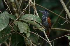 Thamnophilus palliatus