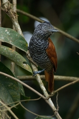 Thamnophilus palliatus