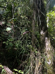 Scleria secans