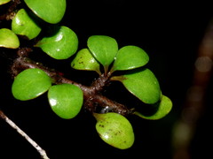 Olearia polita