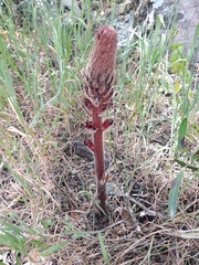 Orobanche foetida