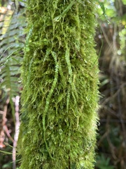 Cochlidium serrulatum