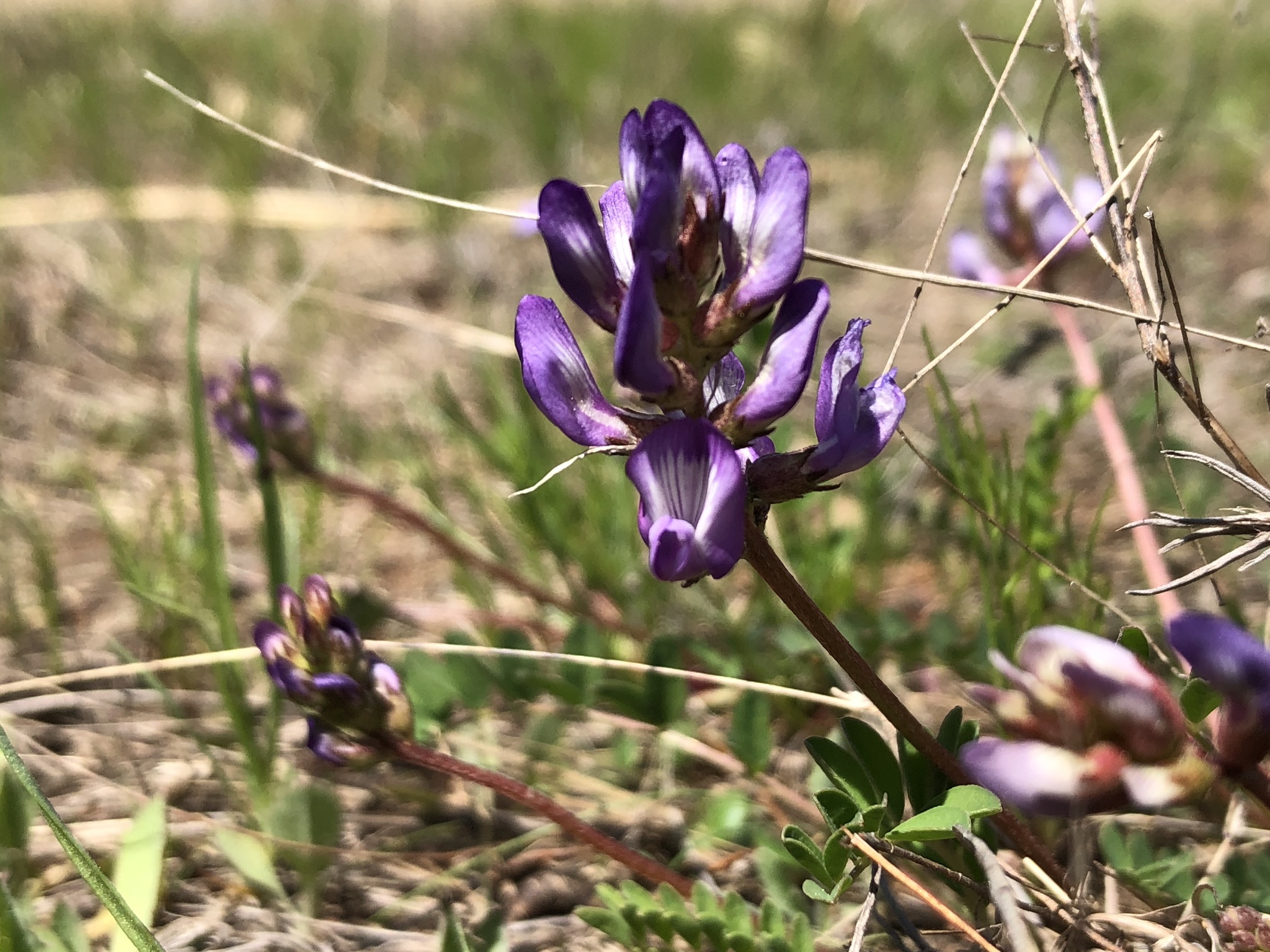 Astragalus distortus