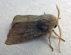 Orthosia populeti