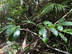 Cordia borinquensis