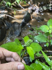 Lepidagathis alopecuroidea
