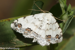 Scopula decorata