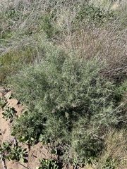 Artemisia californica