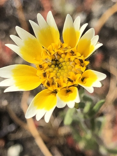Layia platyglossa