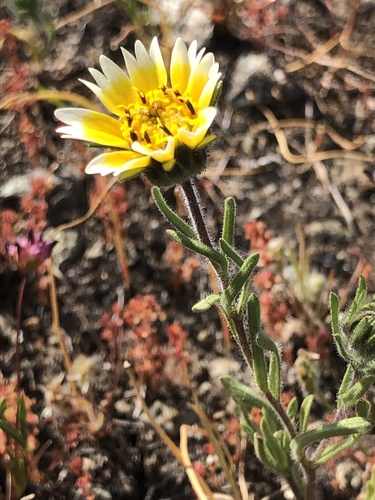 Layia platyglossa