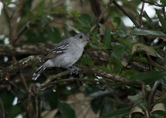 Thamnophilus pelzelni