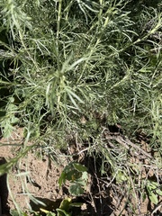 Artemisia californica