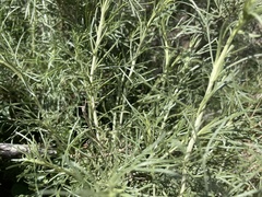 Artemisia californica