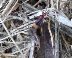Compsocryptus melanostigma