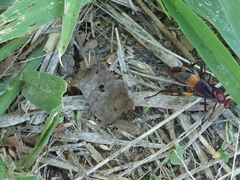 Compsocryptus melanostigma