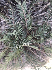 Astragalus eremiticus