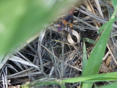 Compsocryptus melanostigma