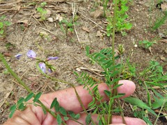 Astragalus distortus
