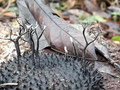 Xylaria apeibae