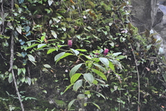 Phytolacca polyandra